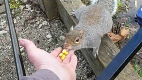 Esquilo matreiro morde a mão de quem lhe dá comida