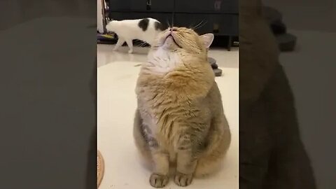 #CatsOfTwitter