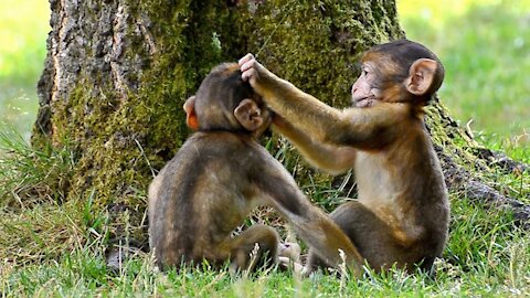 Cute Baby Monkey | Funny monkey baby Video