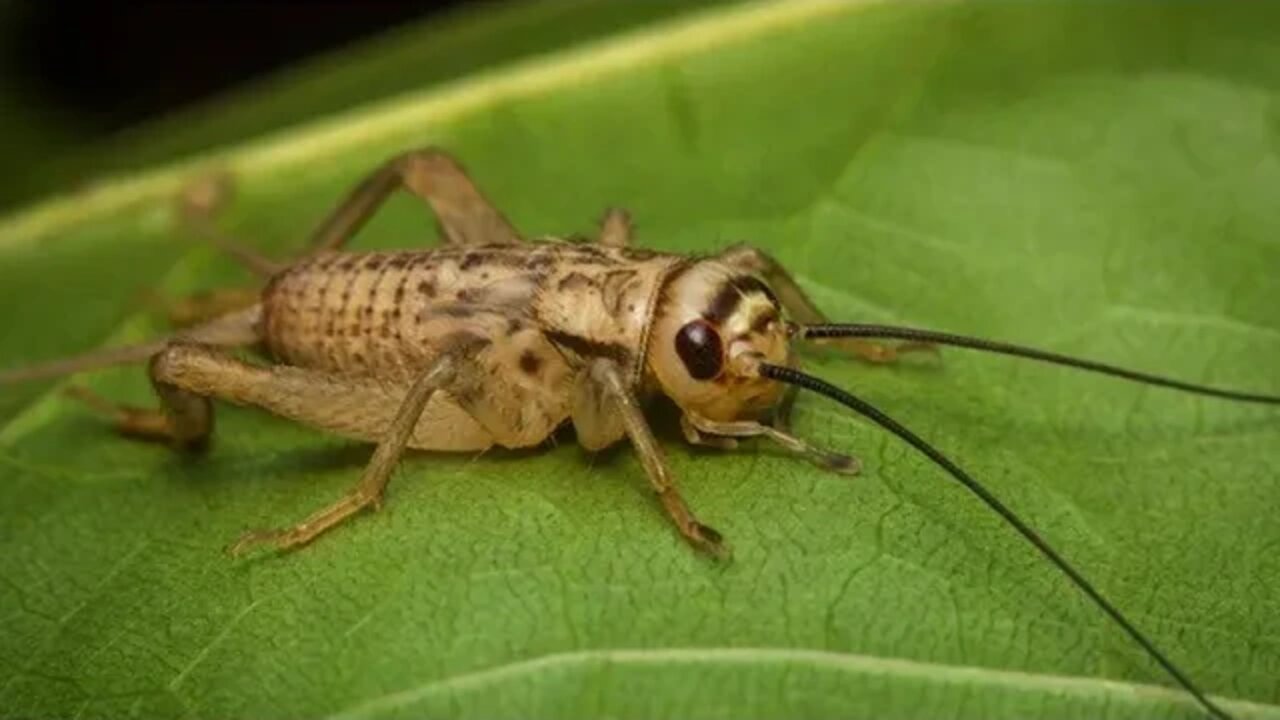 Crickets sounds for 1 hourㅣRelax, Sleep, Insomnia, Study