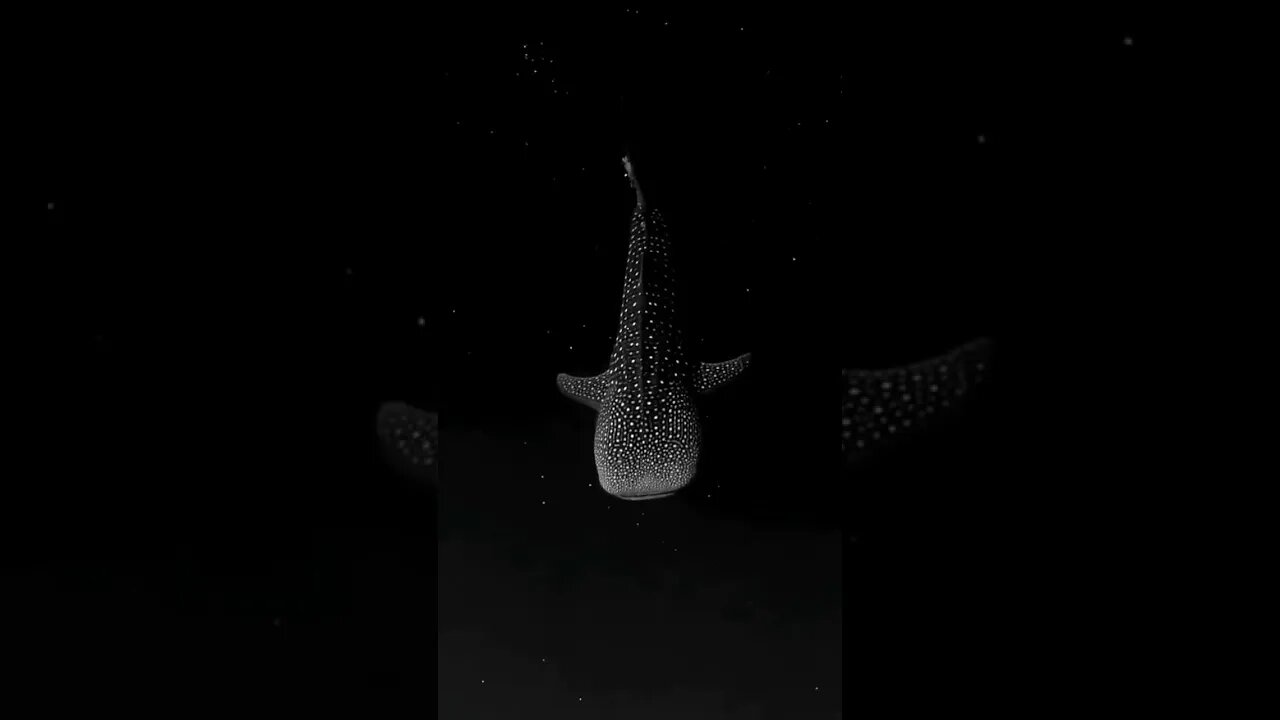 A whale shark in bioluminescent algae..