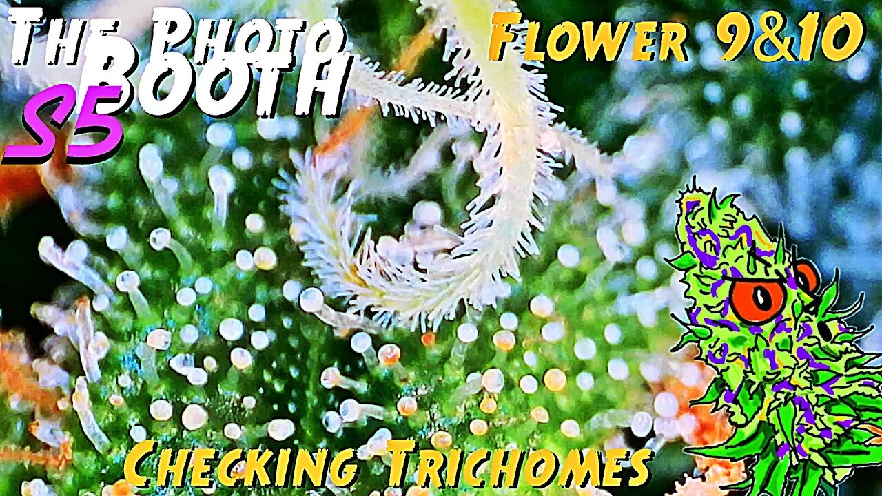 The Photo Booth S5 Ep. 14 | Flower Weeks 9 & 10 | Checking Trichomes