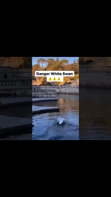 DANGER WHITE SWAN ⚠️