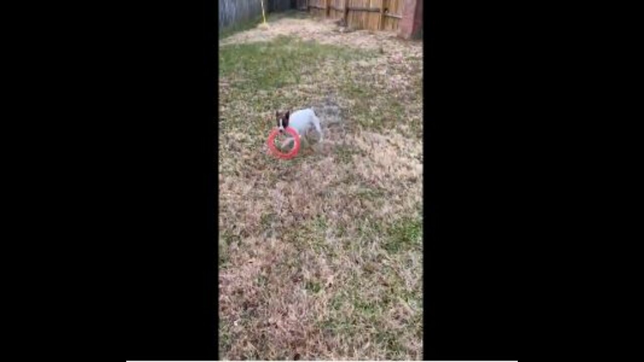 Princess gets a new frisbee