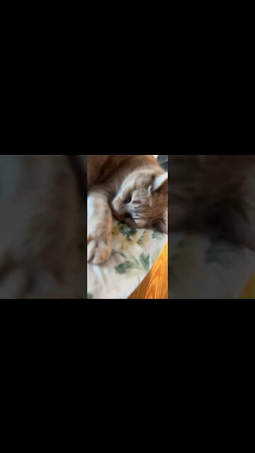 My Sleepy Cat is so Cute 🐱😻 #cat #catvideos