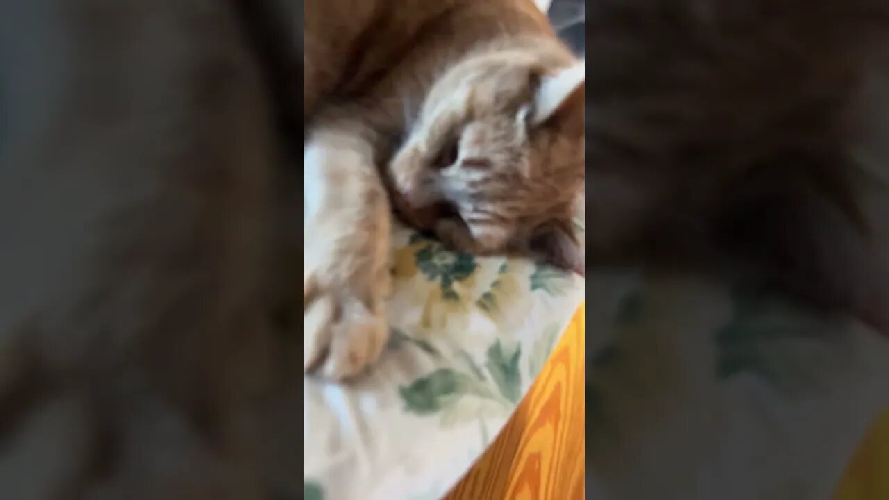 My Sleepy Cat is so Cute 🐱😻 #cat #catvideos