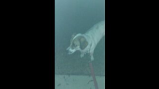 My brave dog….