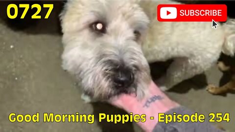 [0727] GOOD MORNING PUPPIES - EPISODE 254 [#dogs #doggos #doggies #puppies #dogdaycare]