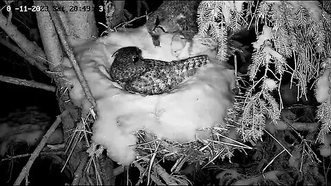 Albert Brings Ellie a Mole 🦉 03/11/23 20:48