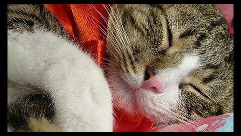Cat Photography