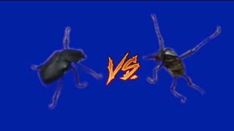 Un'intensa battaglia tra due insetti