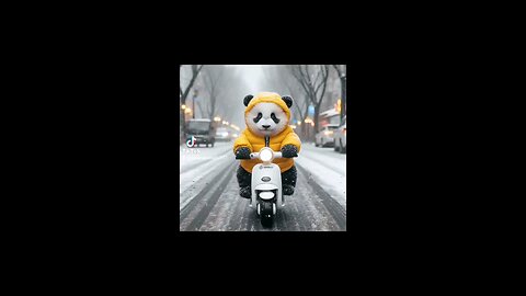 funny bear bike ridding