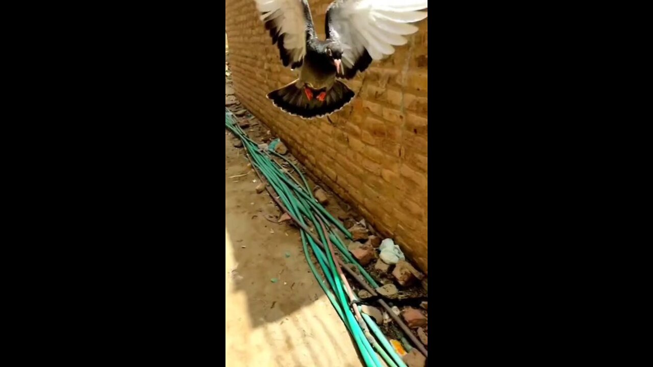 Flying Pigeon in Slow Motion | Caught on camera a Flying Pigeon