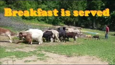 Late morning chores