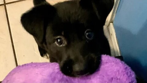 Lola and her puppies video PT 2 #codebreakerrealtalk