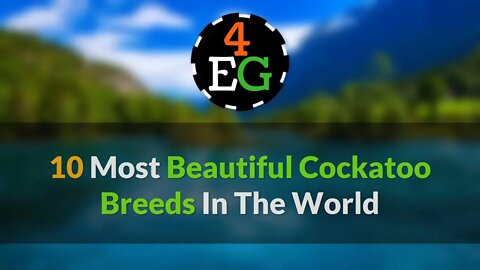 10 Most Beautiful Cockatoo Species on Planet Earth