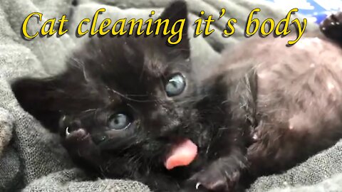 Cat cleaning it's body