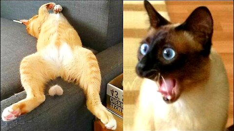 Super Funny 😄 that will make you laugh out 😄