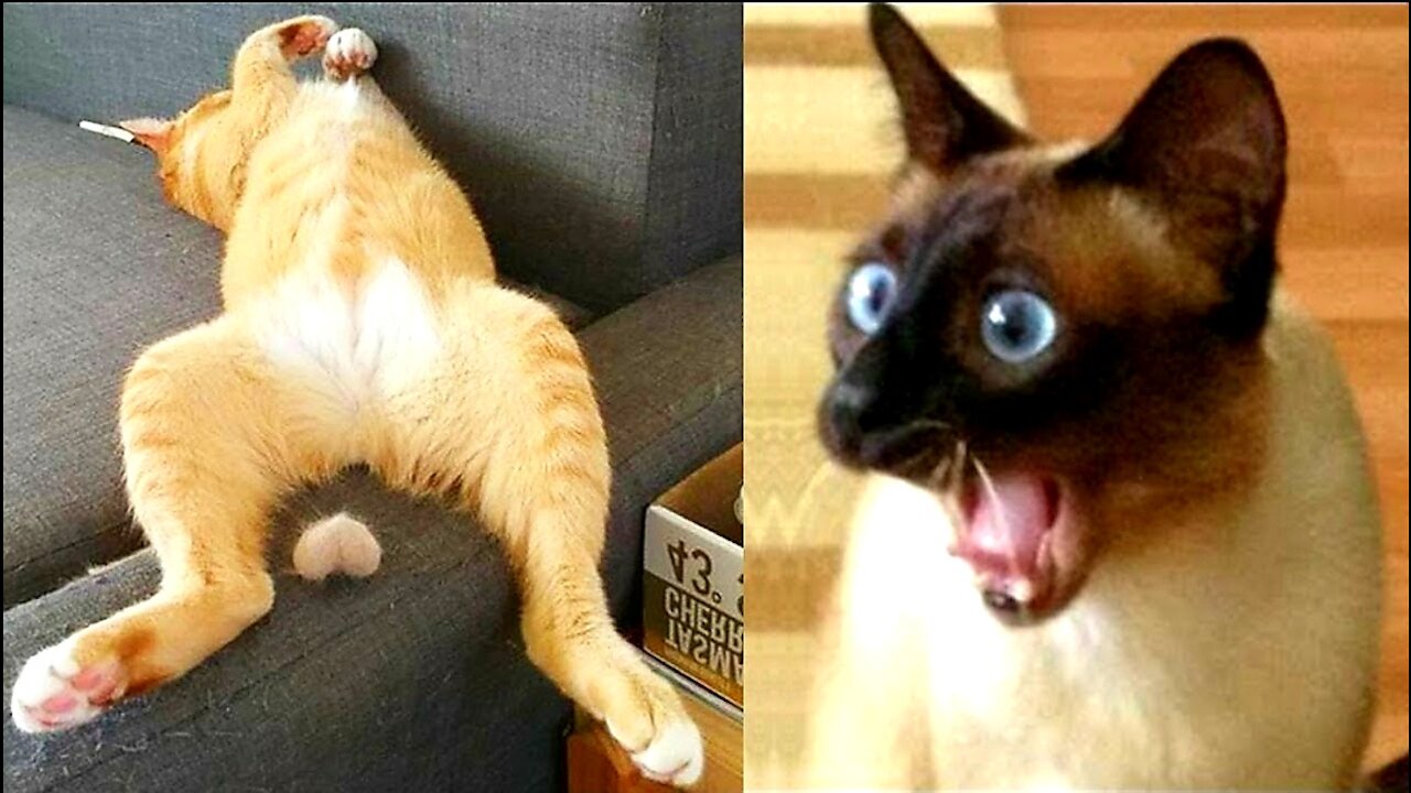 Super Funny 😄 that will make you laugh out 😄