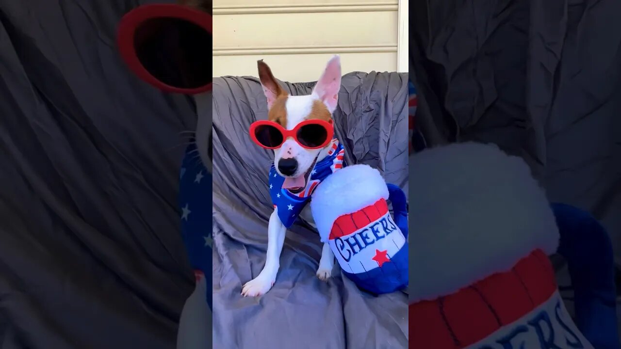 Jack Russell Firecracker #summerloadingwithyoutube #shorts #jackrussell