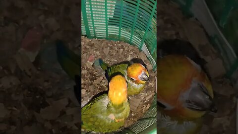 Sun Conure Babies Are Growing l #shorts l #sunconure l @BikisAviary