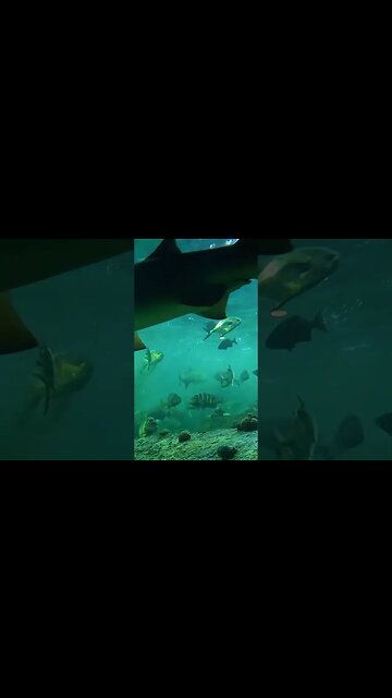 shark swimming by, Pineknoll shores aquarium