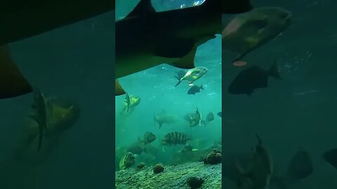 shark swimming by, Pineknoll shores aquarium