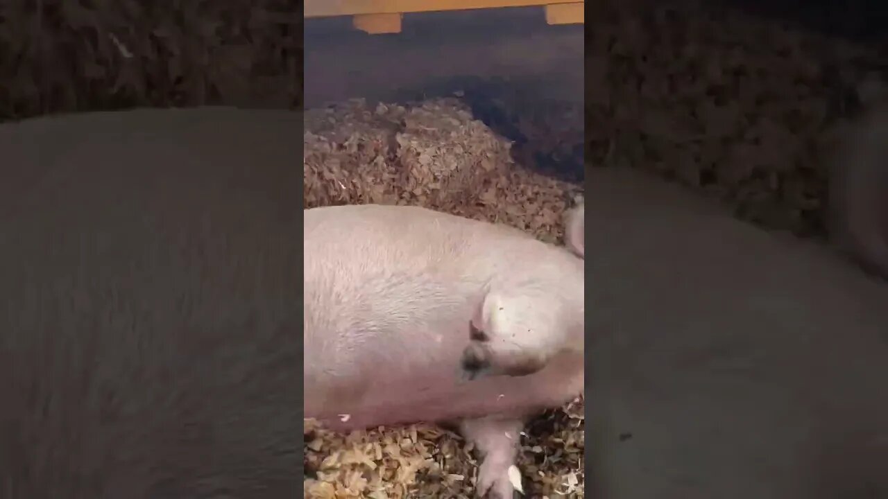 Pigs getting their bedding ready before the cold blast! #pigs #pigfarm #bombcyclone #cold #shorts