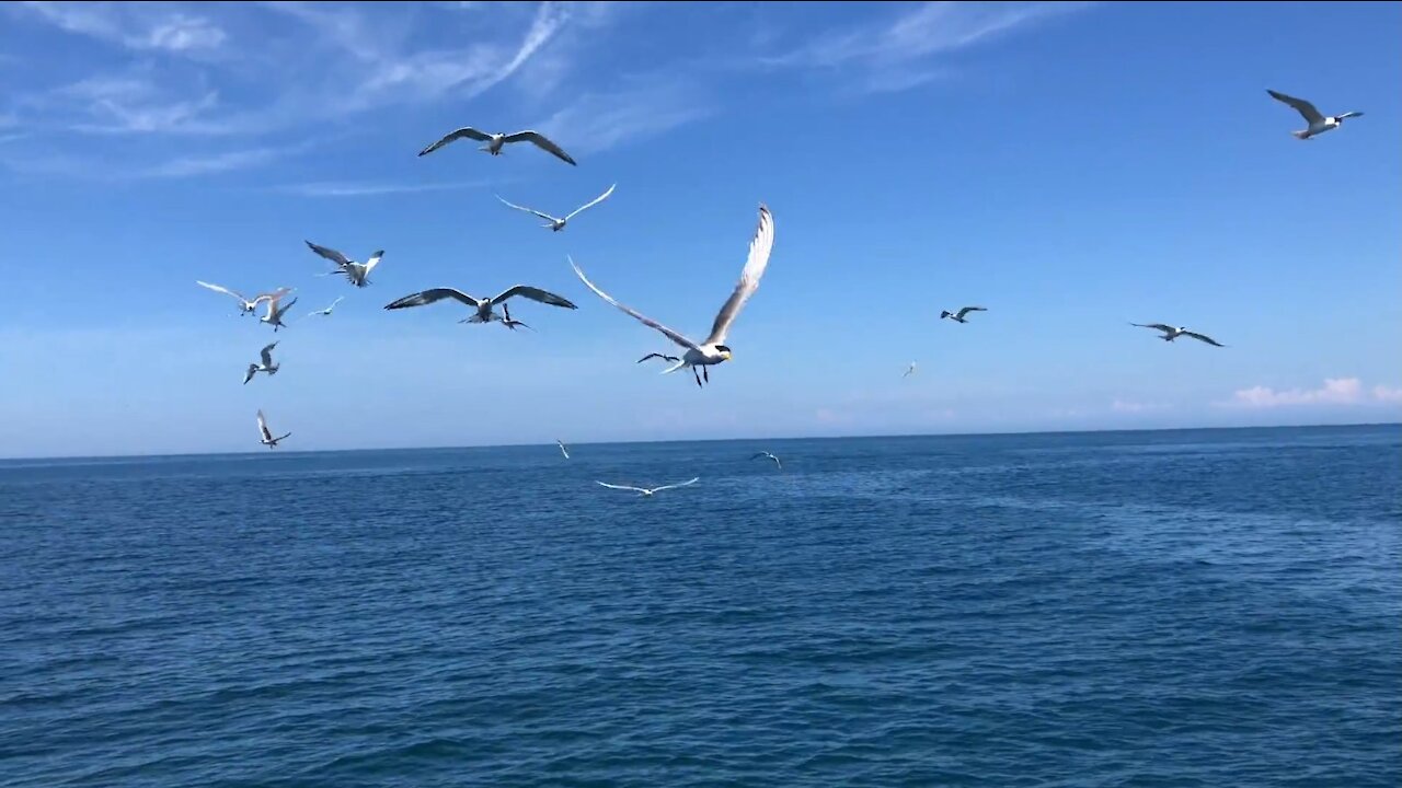 21_0512雞善嶼 燕鷗