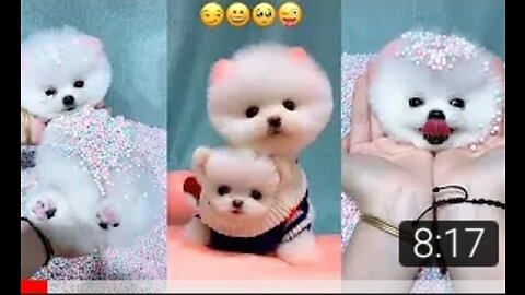 Funny and cute Pomeranian 😍