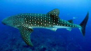 Un requin baleine aperçu au Mexique