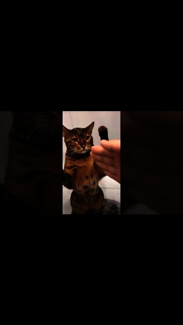 Kucing Sukanya Nabok