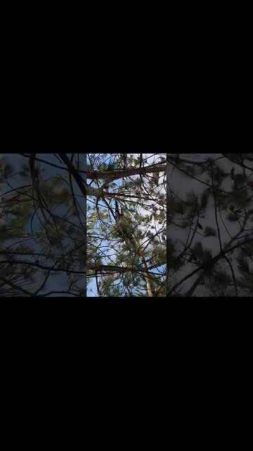 Tree top transfer challenge. I've been working up to it for months!