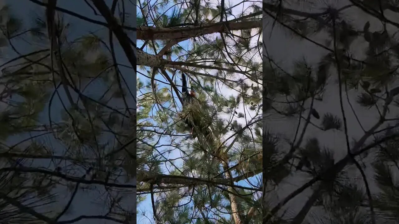 Tree top transfer challenge. I've been working up to it for months!