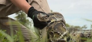 Florida’s annual Python Challenge to protect the Everglades begins