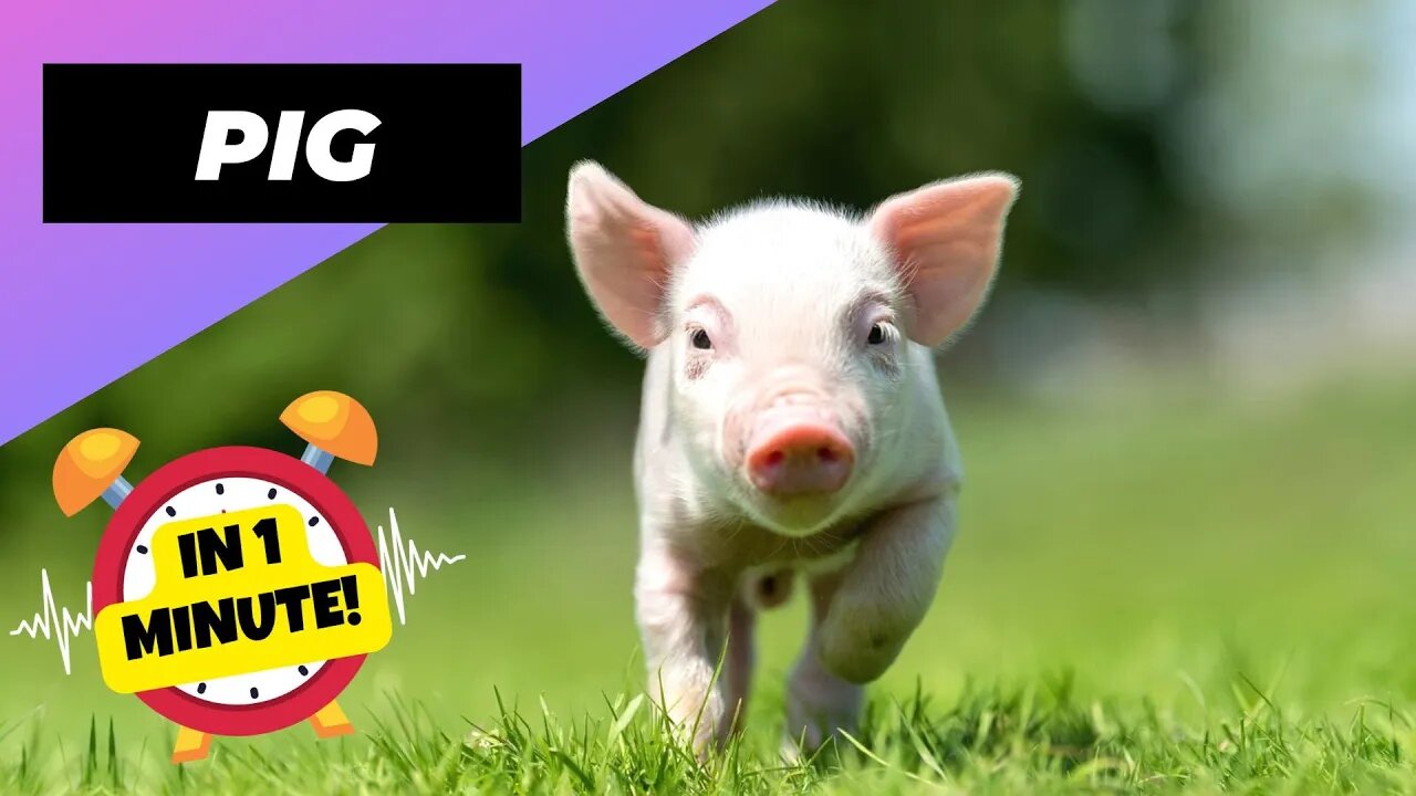 Pig - In 1 Minute! 🐷 One Of The Most Intelligent Animals In The World | 1 Minute Animals