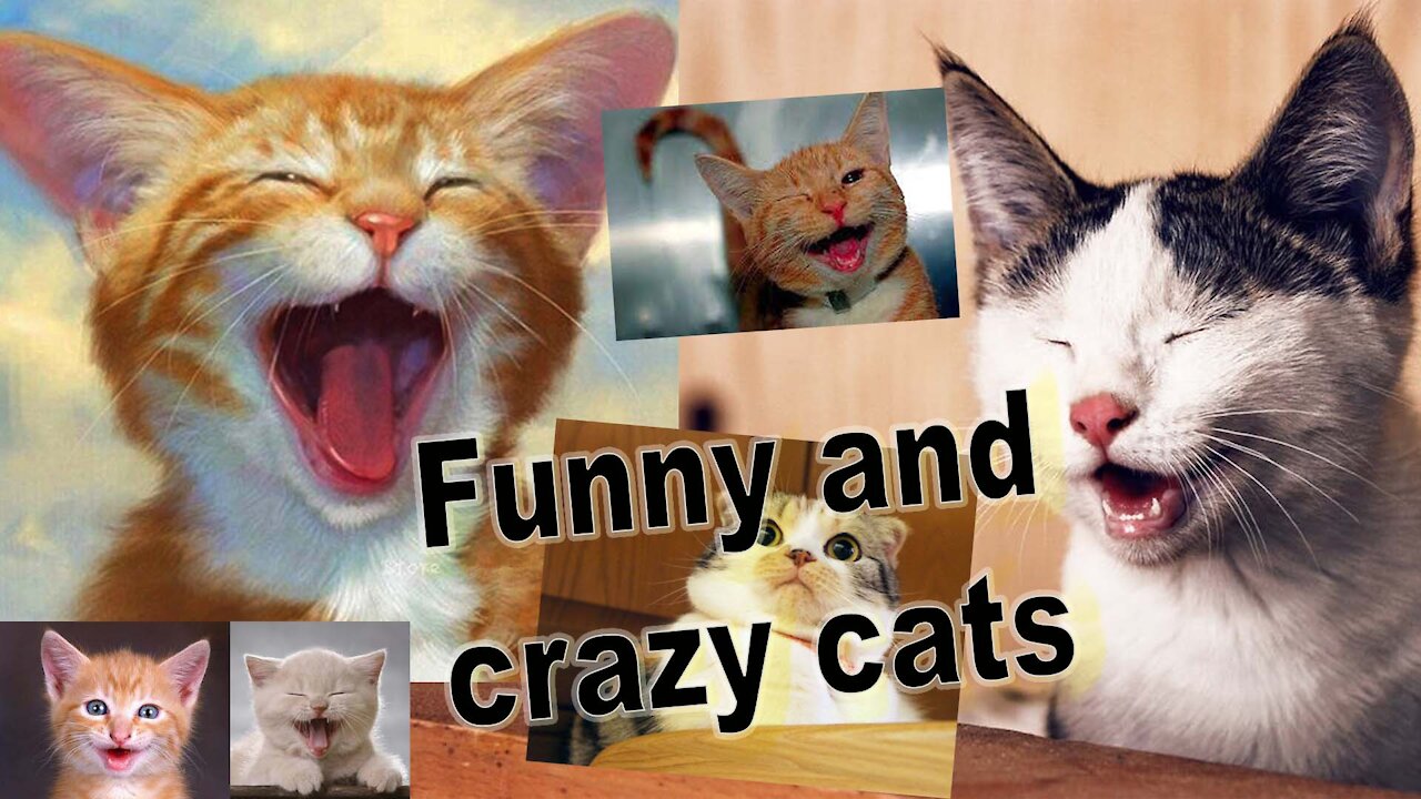 ROUNDED AND CRAZY CATS