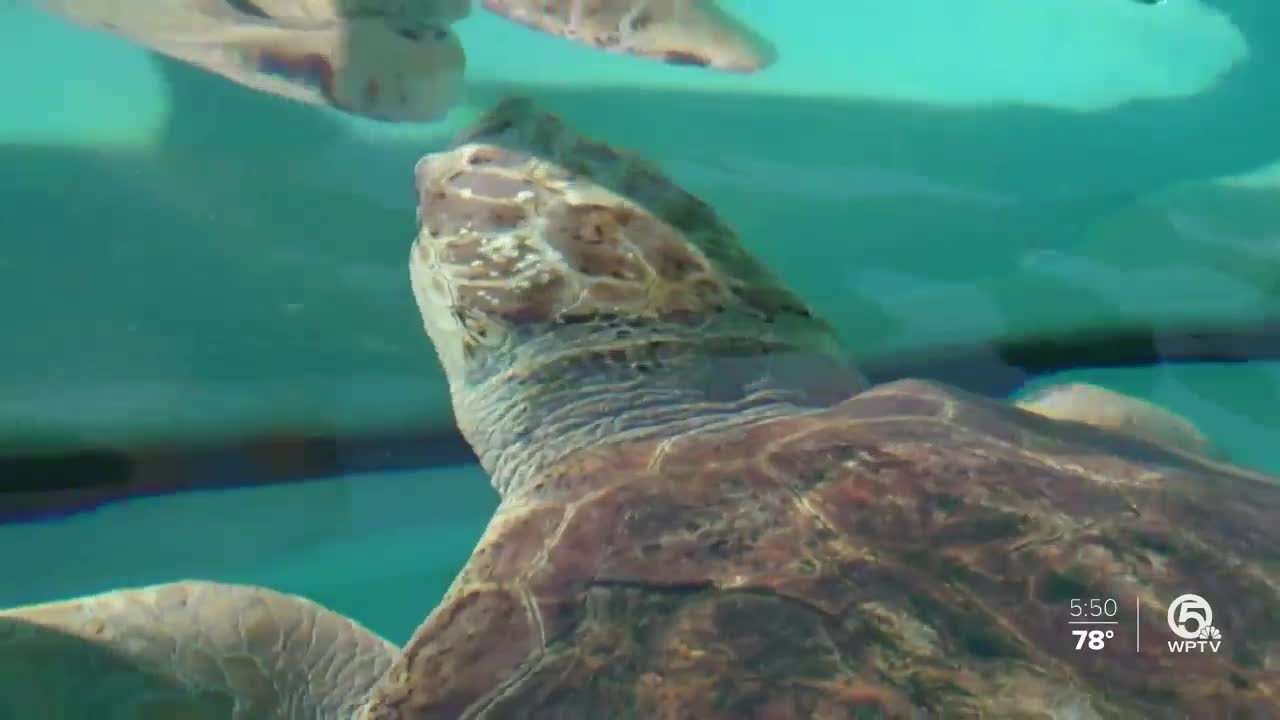 Loggerhead Marinelife Center: Break up with balloons on Valentine's Day