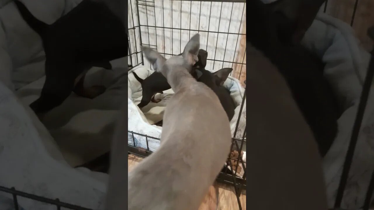 miniature pinscher puppy playing with mom