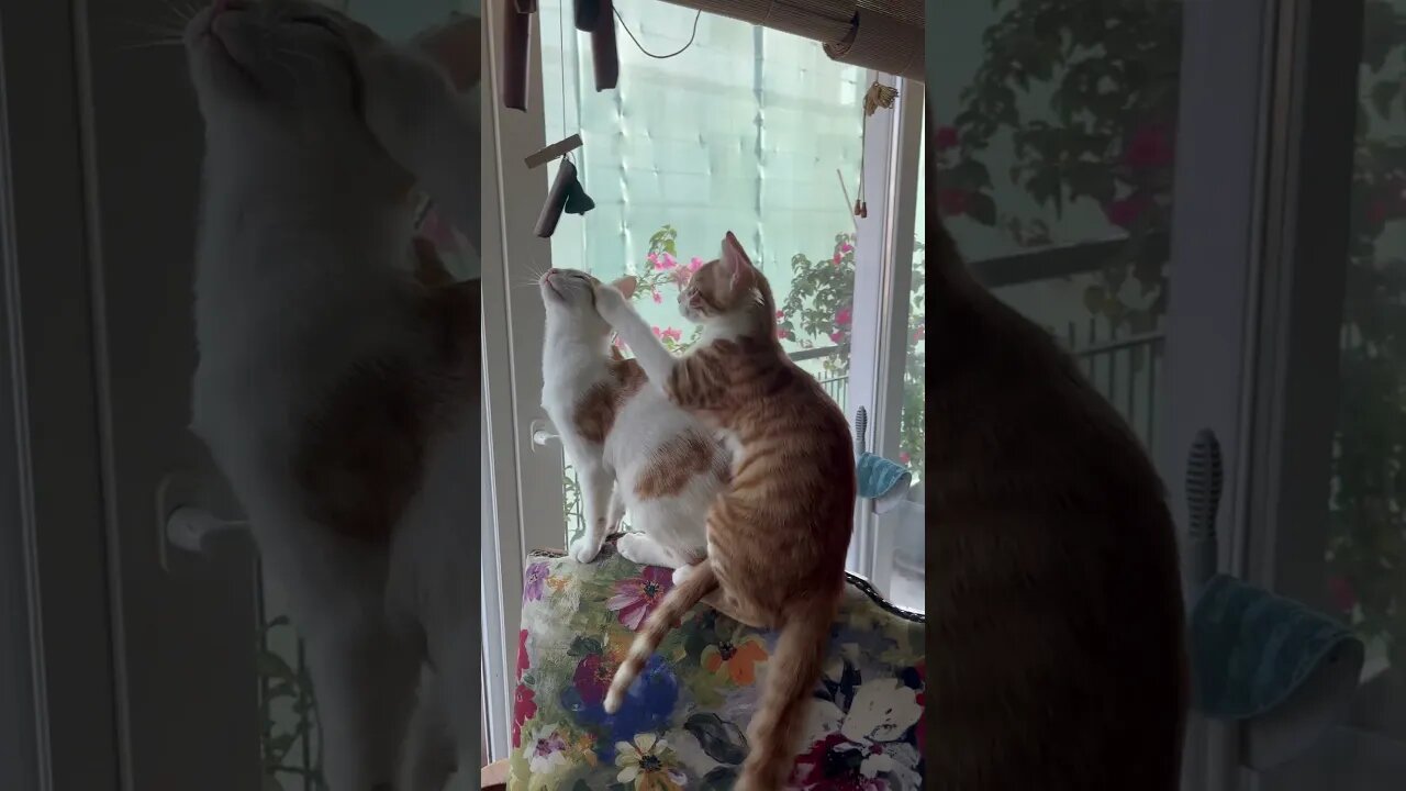 Cute kittens 😻😻 #funnykittens