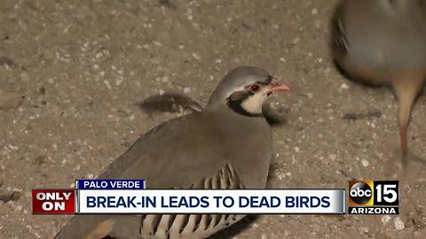 A break-in leads to dead birds at Palo Verde duck club