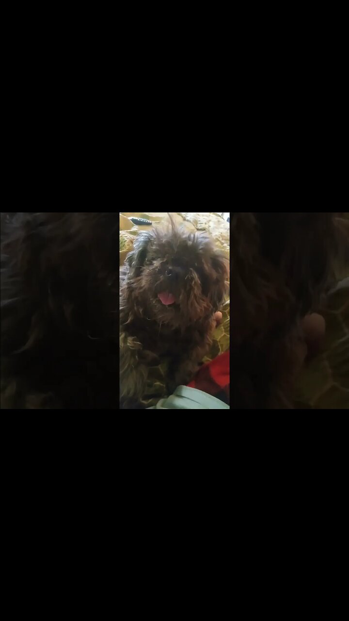 Little Boogaloo Tries to Woof