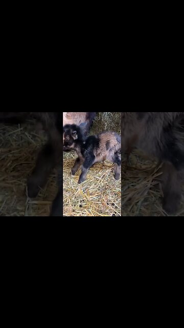New Baby Goats #babygoats #farmlife #nigeriandwarf #homestead