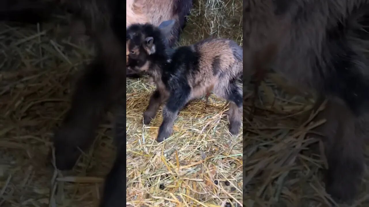 New Baby Goats #babygoats #farmlife #nigeriandwarf #homestead