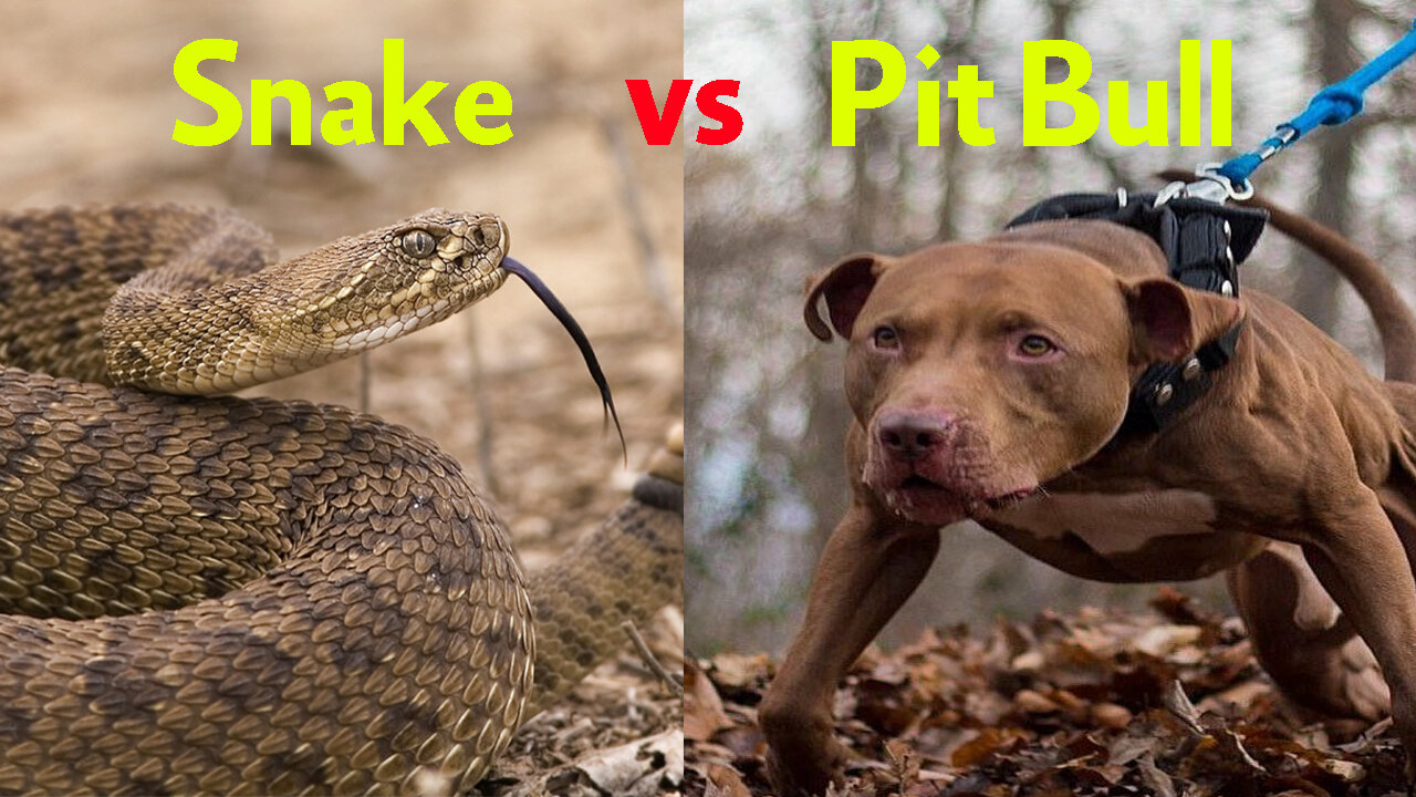 Pit Bull Dog Hunting Giant Snakes Dragons For Food