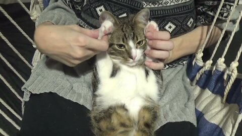 Kitten Purrs when I Play with His Paws