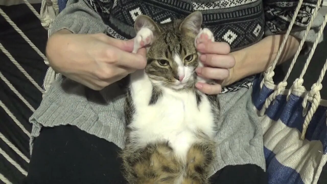 Kitten Purrs when I Play with His Paws