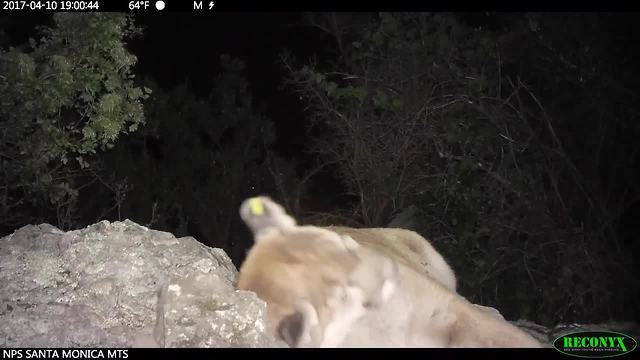 Mountail lion crosses freeway successfully in LA area