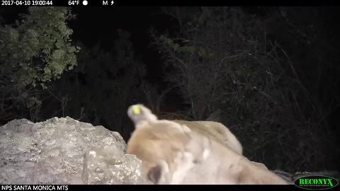 Mountail lion crosses freeway successfully in LA area