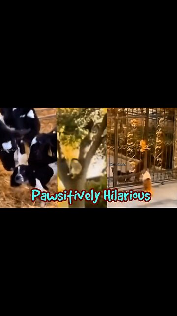 Pawsitively Hilarious: A Must-See Compilation of Adorable Dog Antics